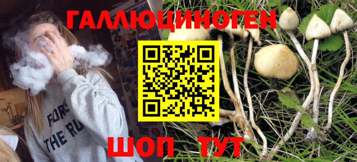 Псилоцибиновые грибы Psilocybine cubensis  Вход с VPN  Чайковский 